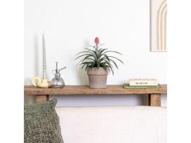ananasplant-rosita-20-30-cm