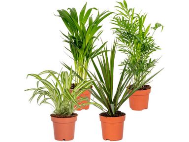 4x-herbie-luftreinigende-zimmerpflanze-2040-cm