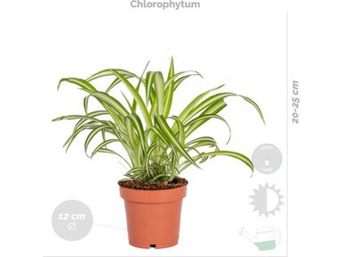 4x-herbie-luftreinigende-zimmerpflanze-2040-cm