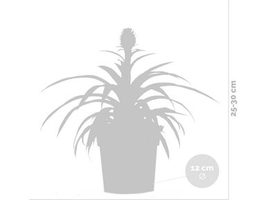 ananasplant-rosita-20-30-cm