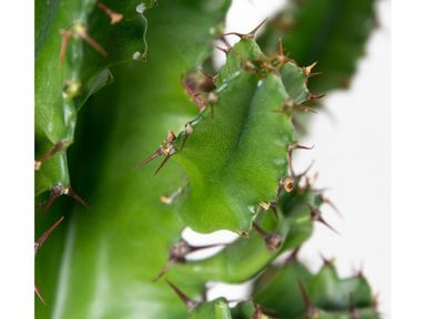 cowboycactus-euphorbia-50-60-cm