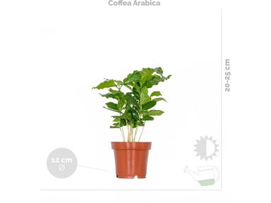 3-zimmerpflanzen-mix-set-2535-cm