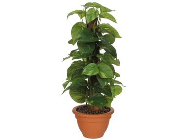 kunstplant-scindapsus-45-cm