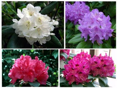 8x-oh2-rhododendron