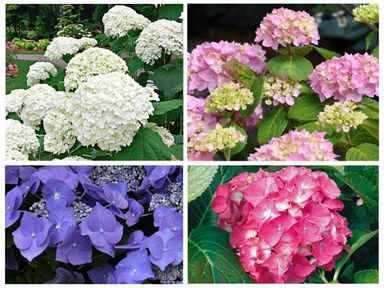 8x-oh2-hortensia-mix
