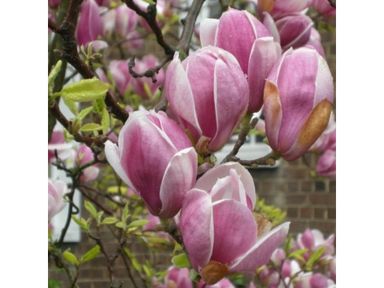 3x-magnolie