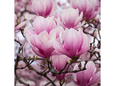 3x-magnolie