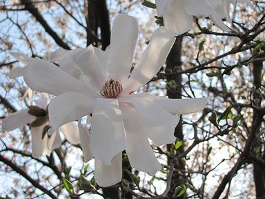 6x-magnolia