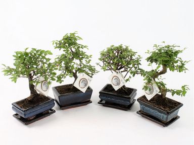 2x-chinesische-bonsai