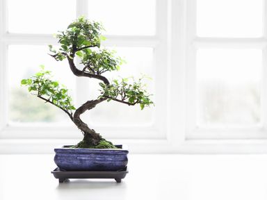 2x-chinesische-bonsai