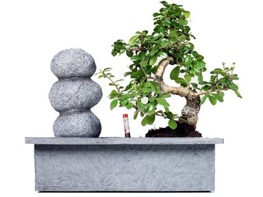 bonsai-steinbalance