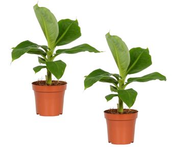 2x-tropische-bananenplant