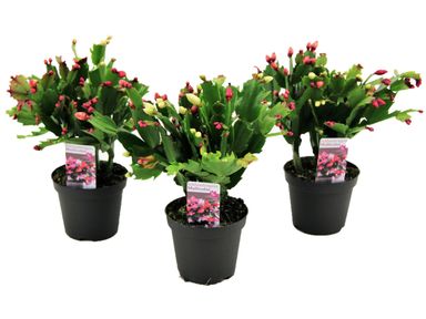 3x-tri-color-schlumbergera-kerstcactus