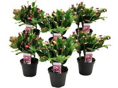 6x-tri-color-schlumbergera-kerstcactus