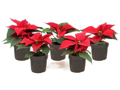 5x-poinsettia-rode-kerstster