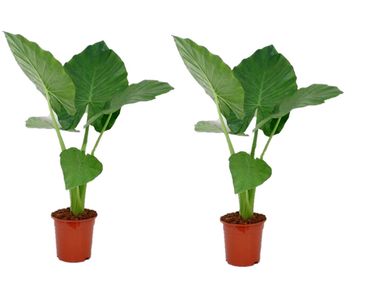 2-alocasia-macr-zimmerpflanzen