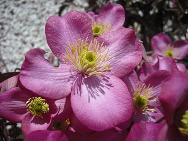6x-oh2-clematis-mix