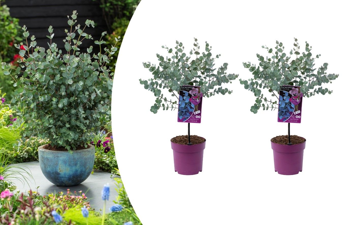 2x Eucalyptus op Stam, 40-50 cm, Ø 15 cm
