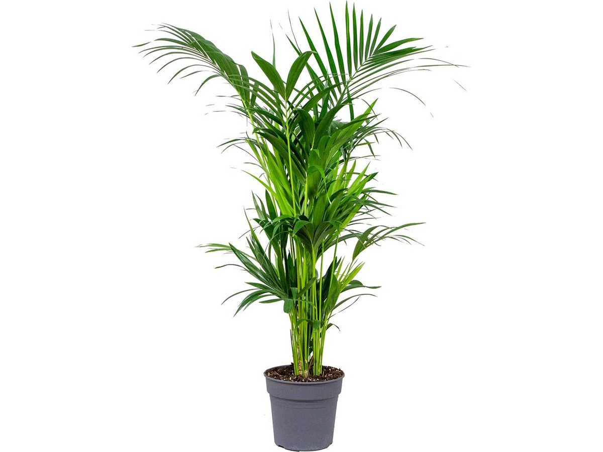 kentia-palm-180-cm