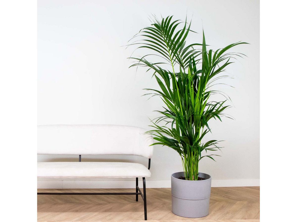 kentia-palm-180-cm
