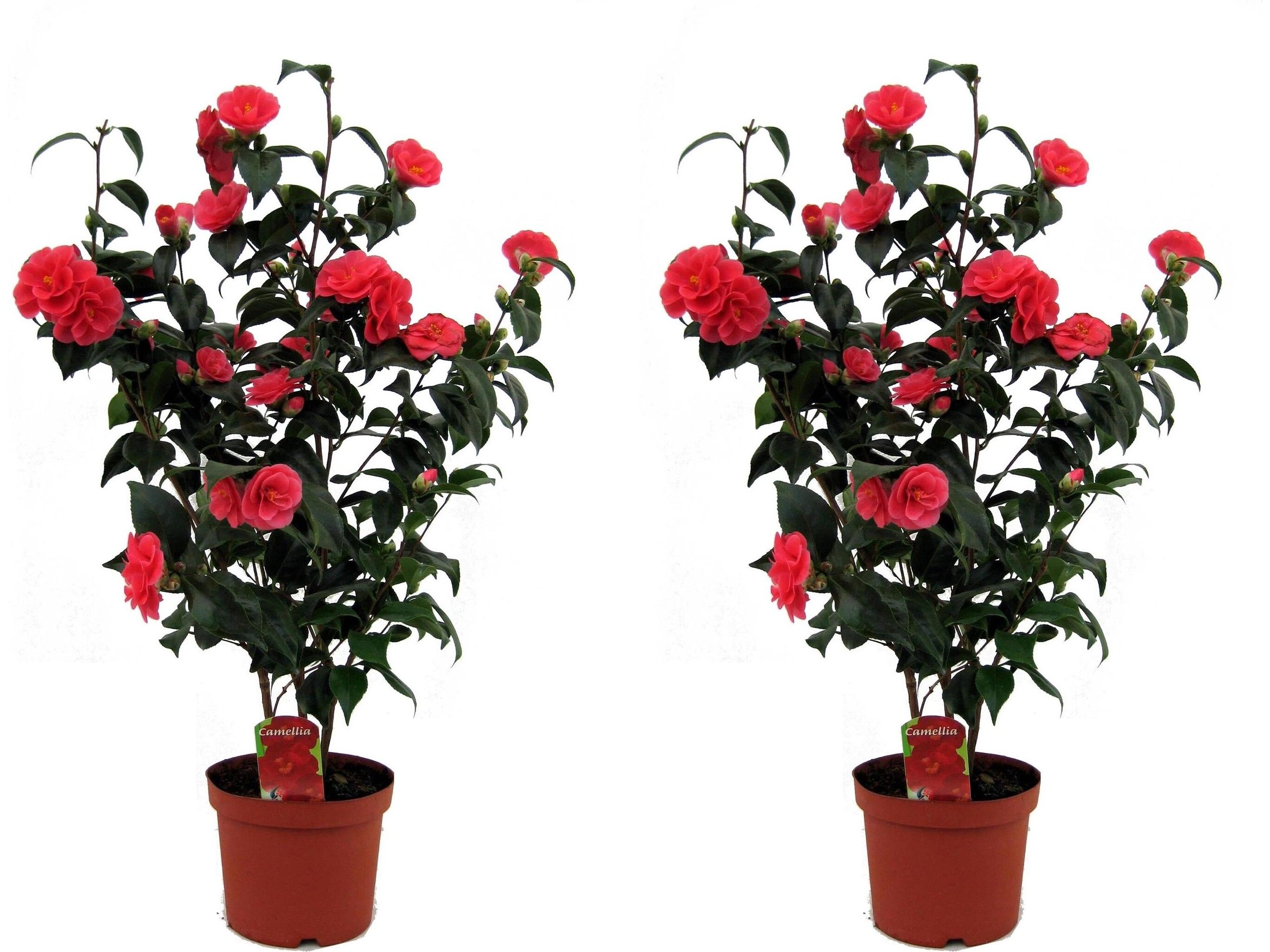 2x-japanse-roos-xl-camellia-60-70-cm