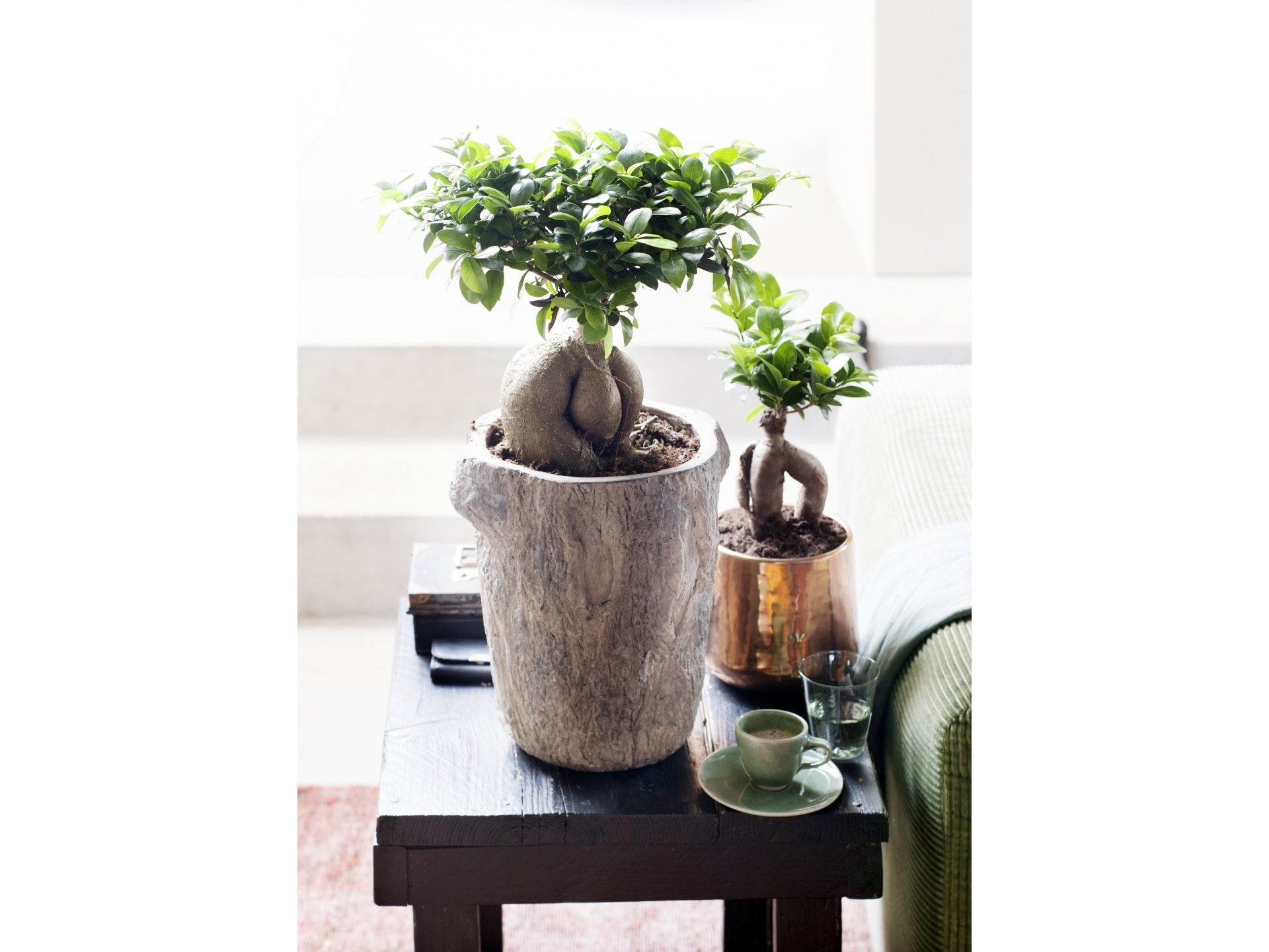 2x-bonsai-ficus-ginseng-30-40-cm