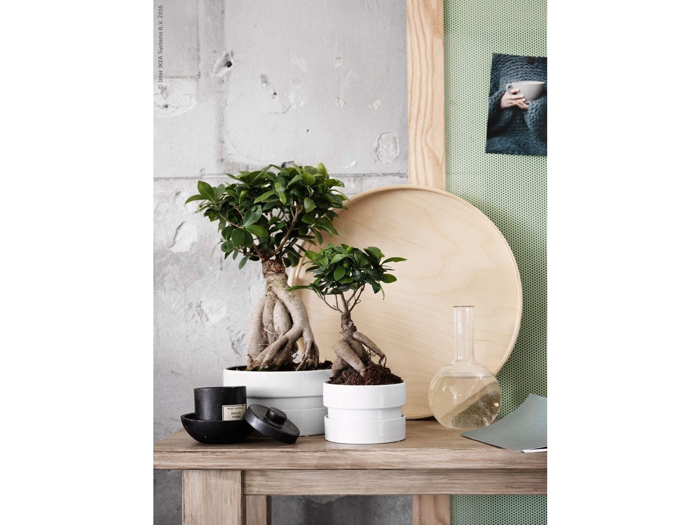 2x-bonsai-ficus-ginseng-3040-cm
