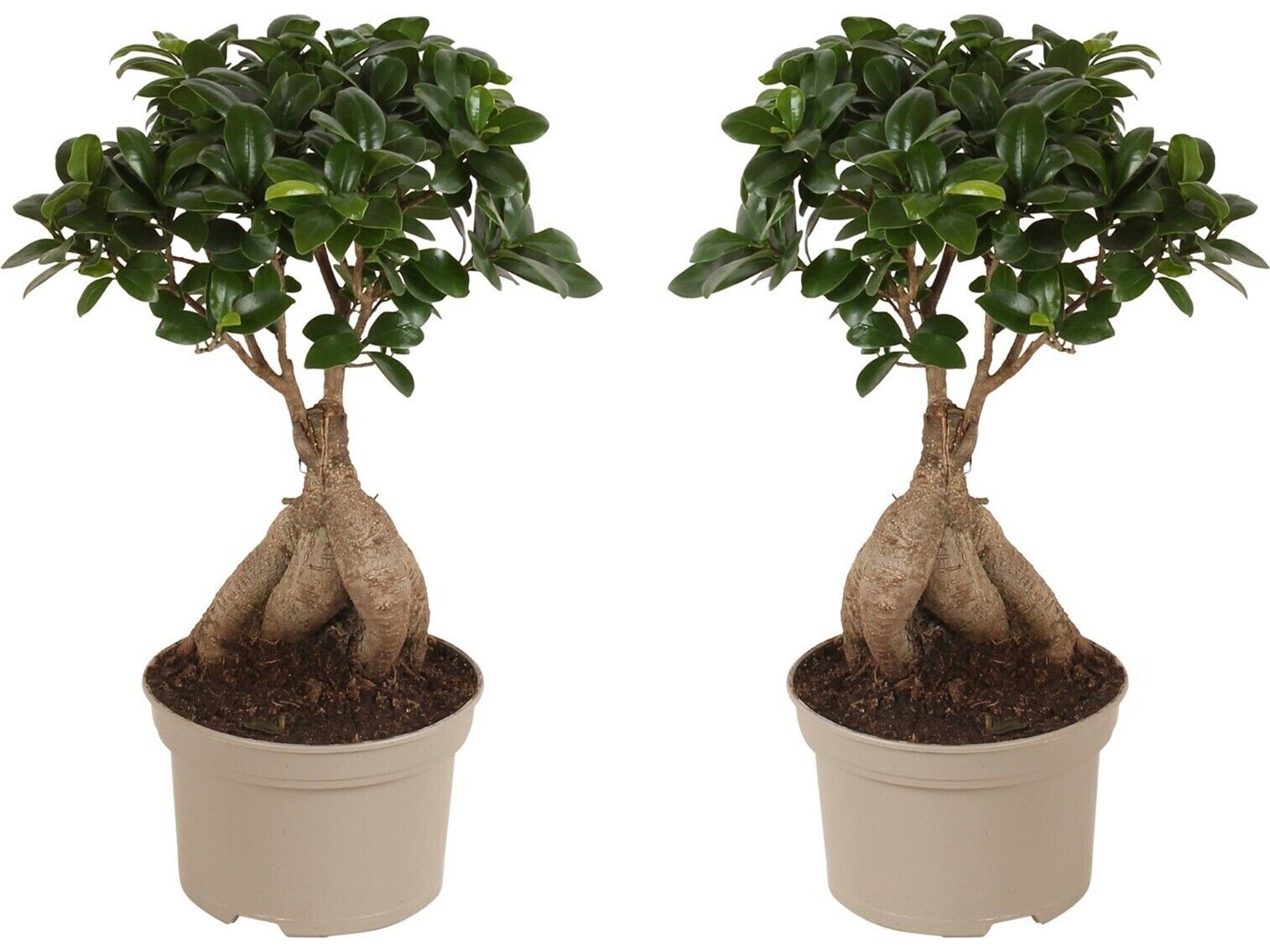 2x-bonsai-ficus-ginseng-3040-cm