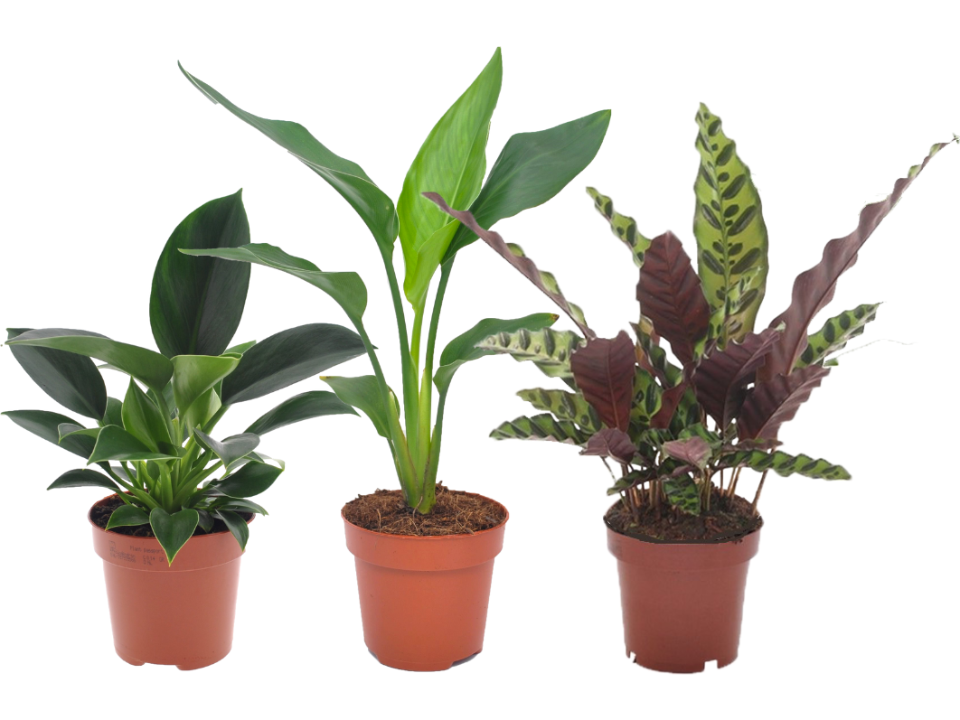 3-zimmerpflanzen-grun-2540-cm
