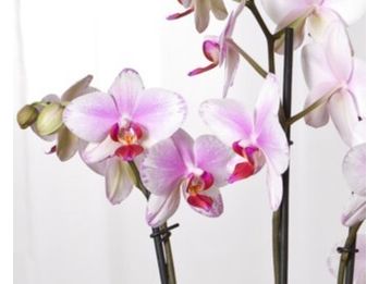 schmetterlingsorchidee-rosa-3545-cm