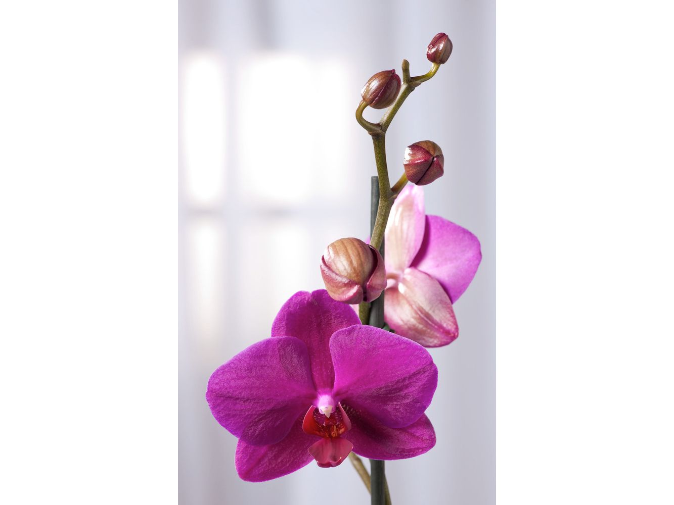 schmetterlingsorchidee-violett-3545-cm