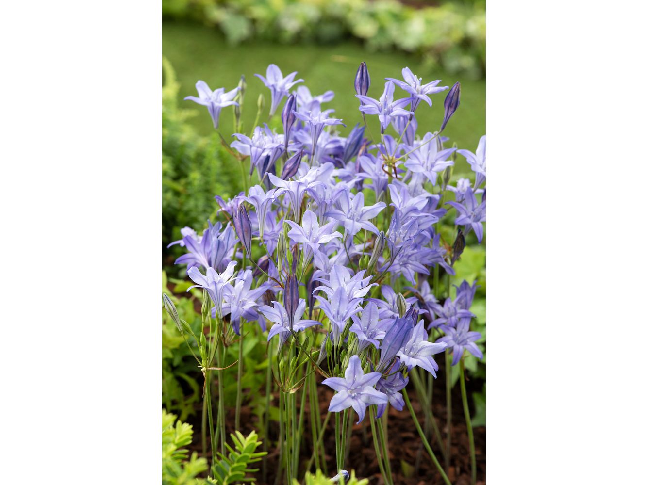 125-bloembollen-blauwe-of-witte-bloemen