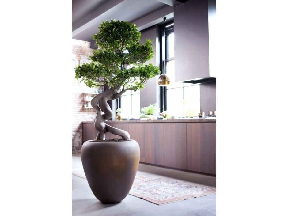japanse-bonsai-s-vormig-55-65-cm
