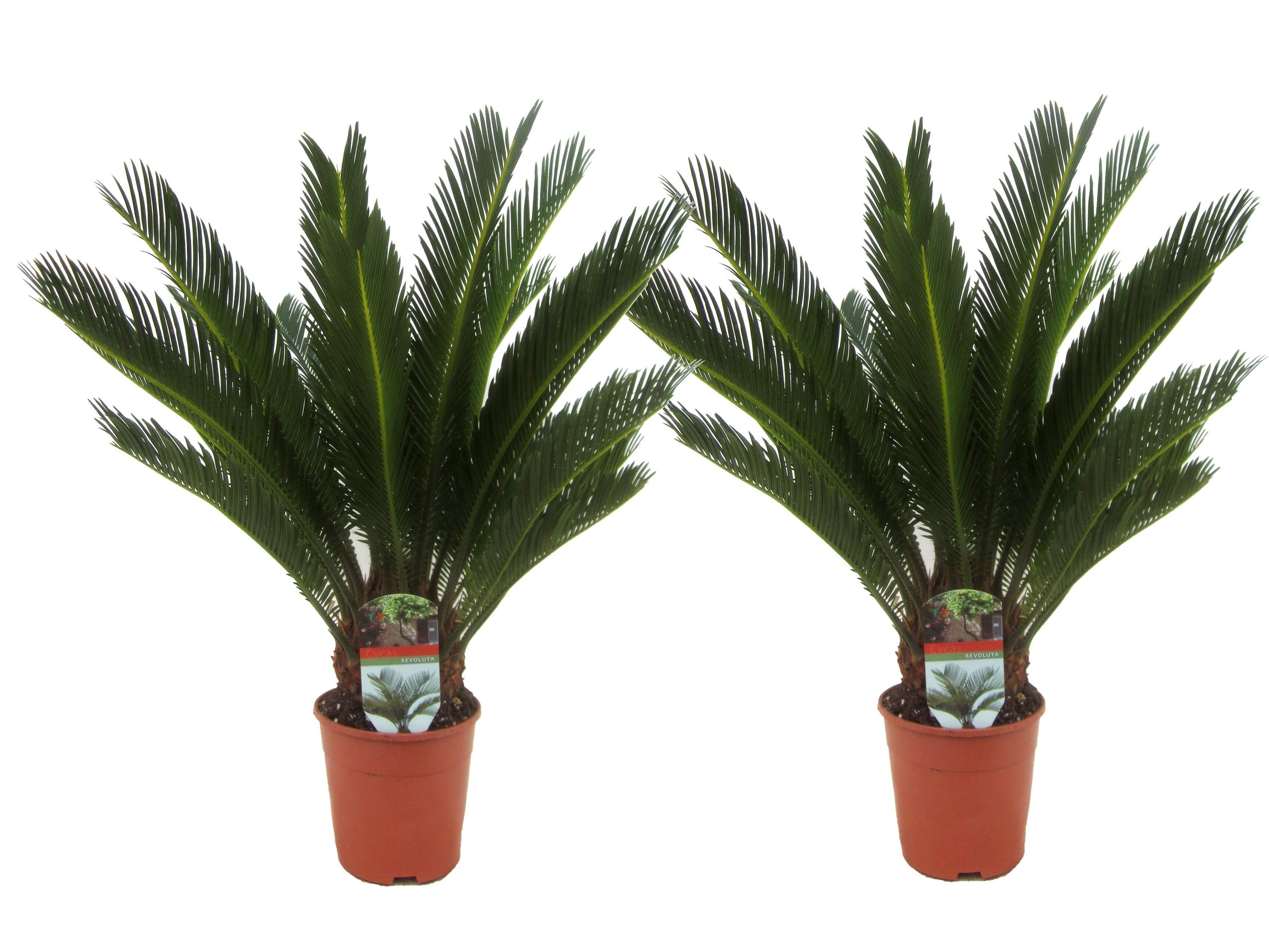 2x-japanischer-palmfarn-4560-cm