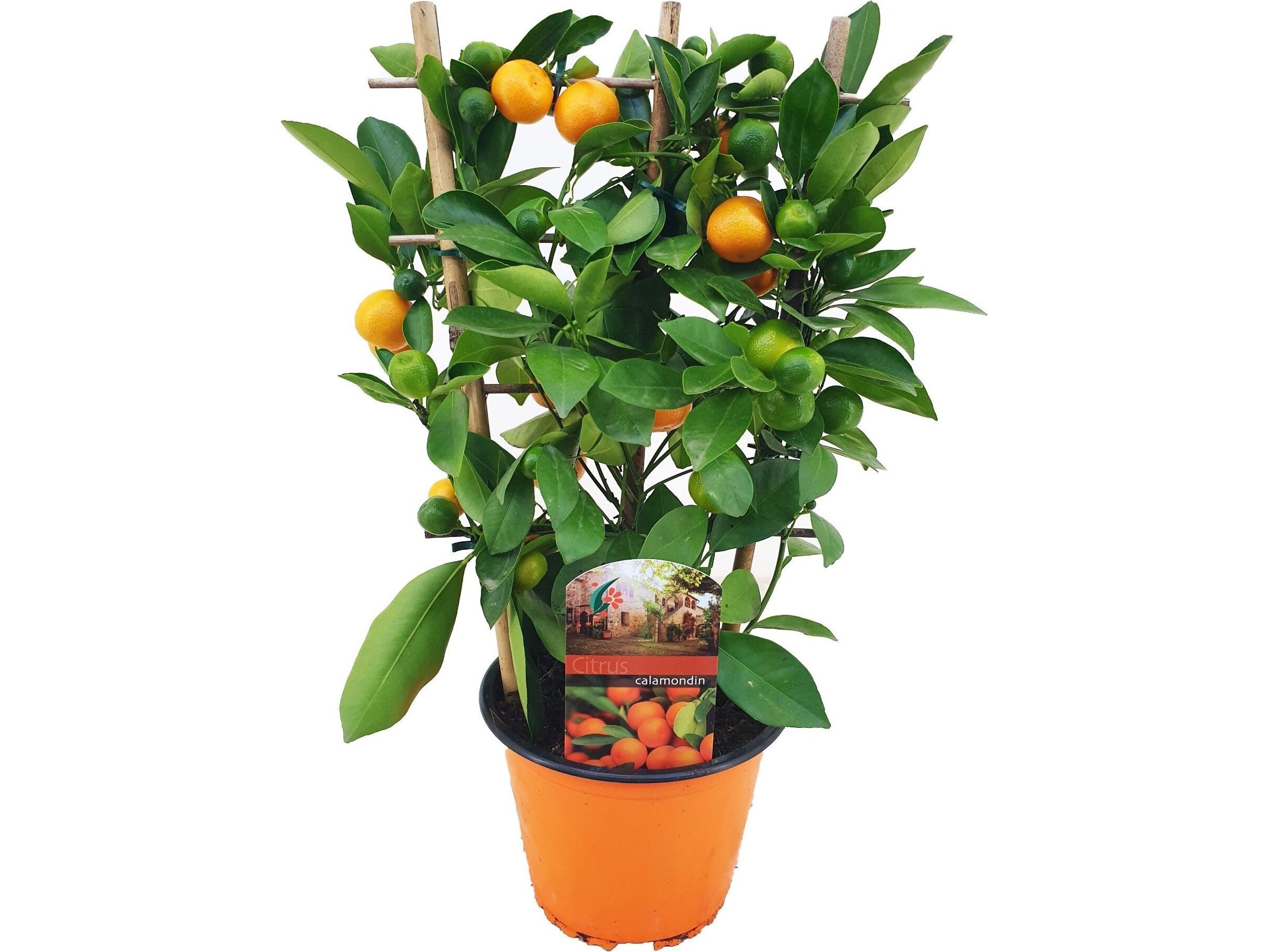 orangenbaumchen-3040-cm
