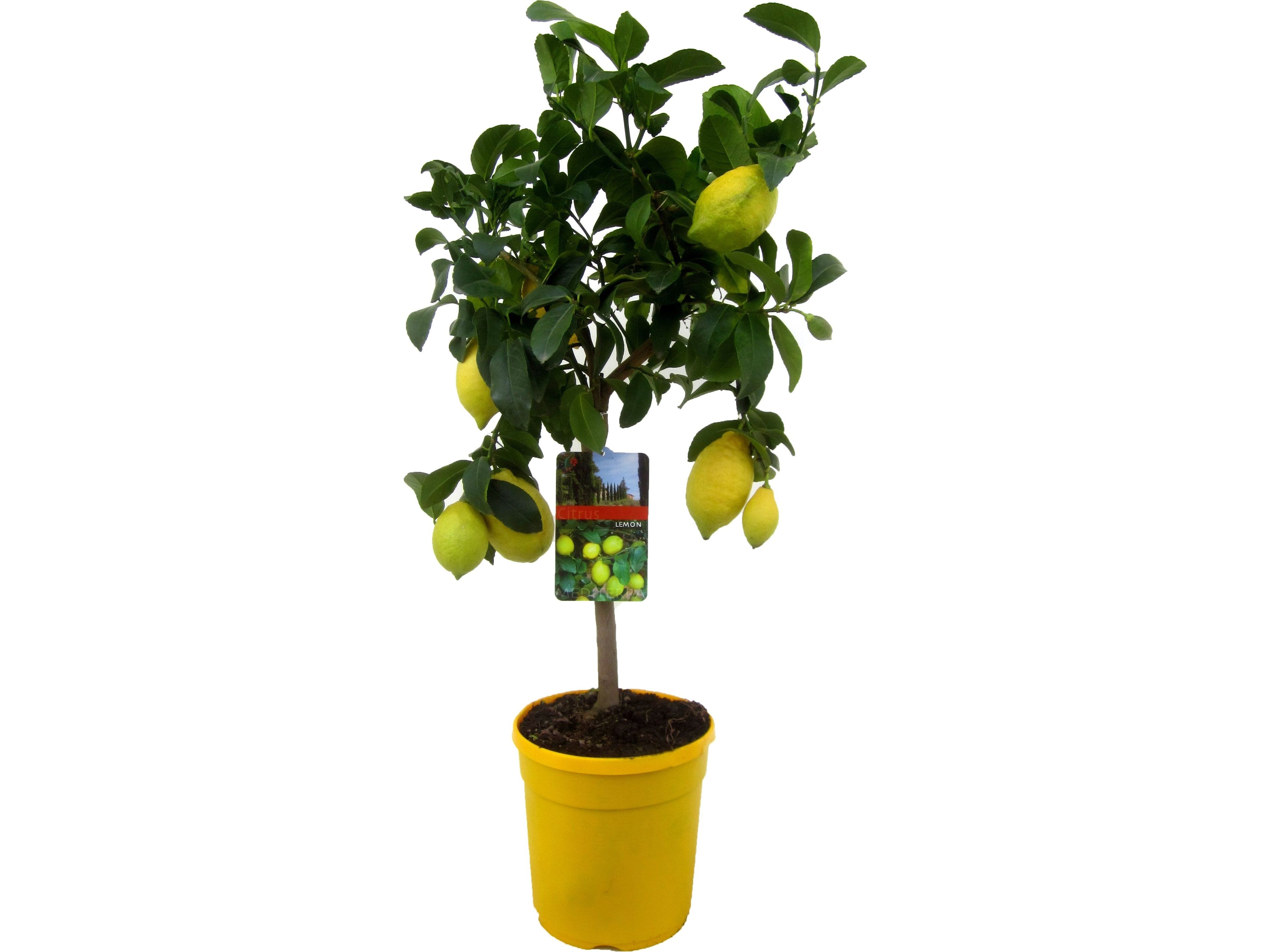 citroenboom-op-stam-60-70-cm