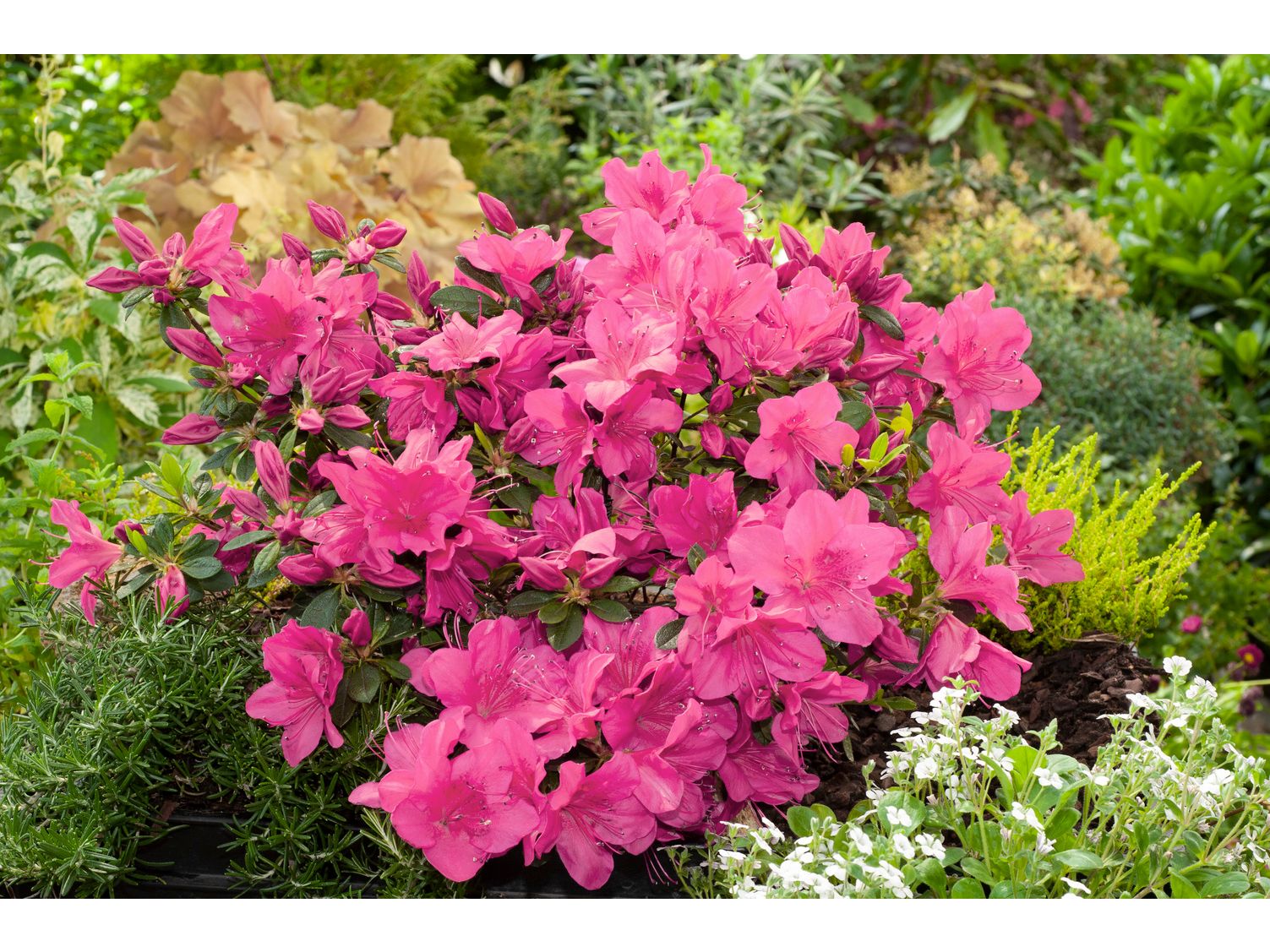 Mix van 8 Azalea's | 20-38 cm | Ø 9 cm Aanbieding - iBOOD