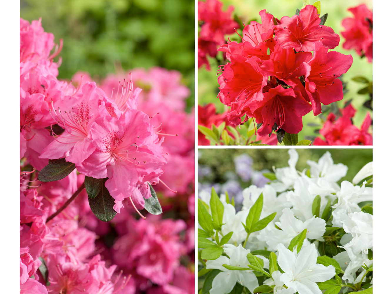 Mix van 3 Azalea's | 20-38 cm | Ø 9 cm Aanbieding - iBOOD