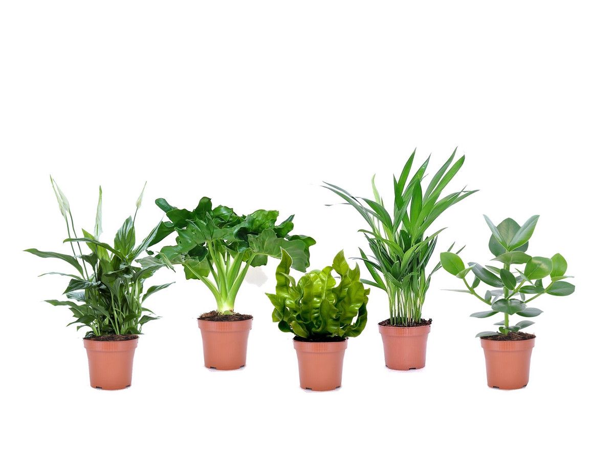 5x-luftreinigende-zimmerpflanzen