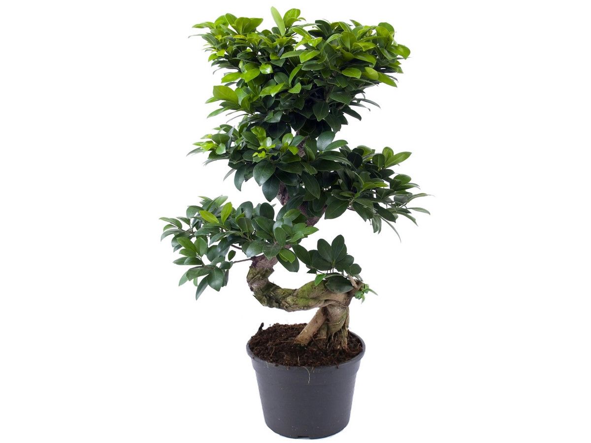 ficus-ginseng-bonsai
