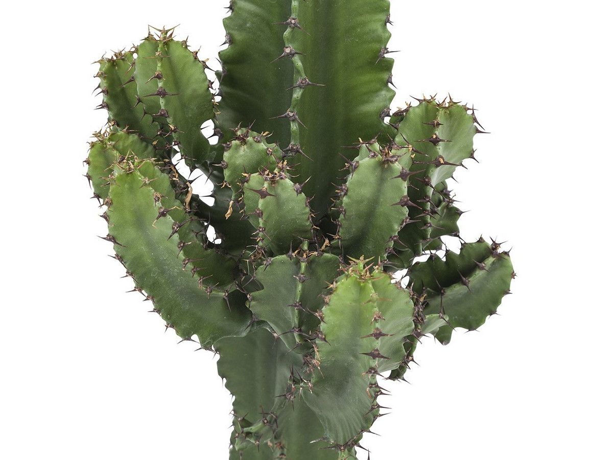 2x-euphorbia-cowboy-kaktus