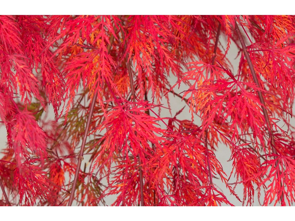japanischer-ahornbaum-garnet-6070-cm