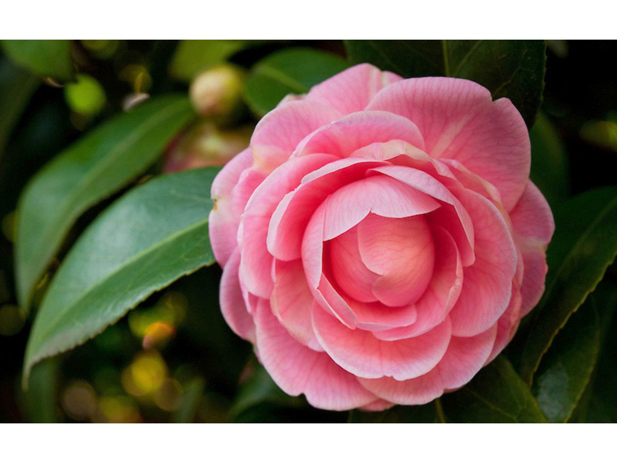 3x-rosane-japanische-kamelie-3040-cm