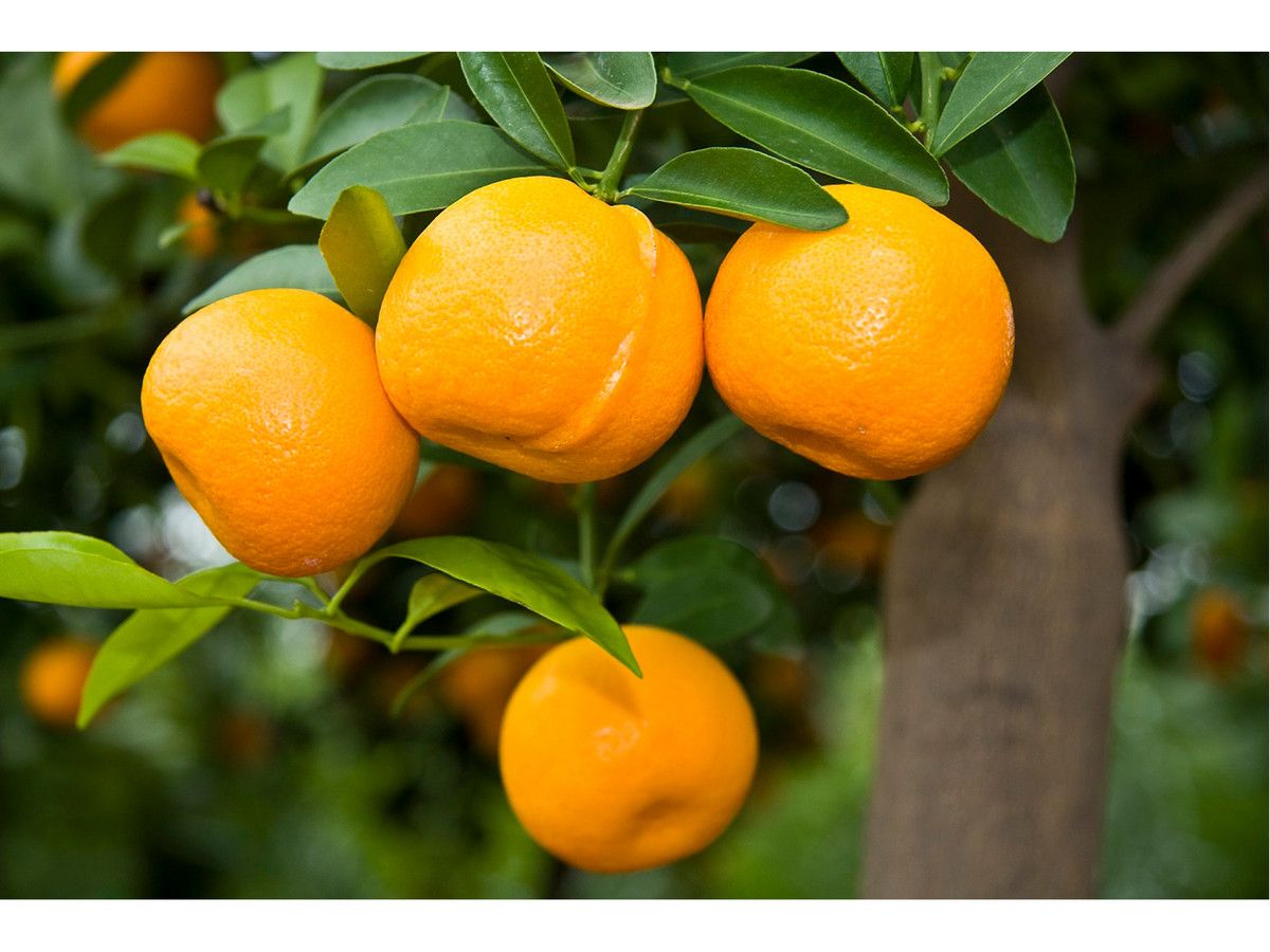 3x-citrus-citroen-sinaas-limoen