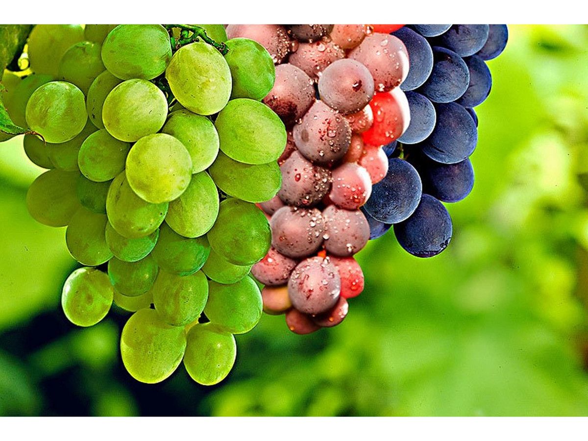3x-druivenplant-mix-van-3-kleuren