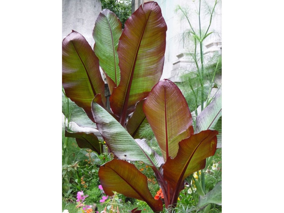 2x-rode-bananenplant-25-40-cm