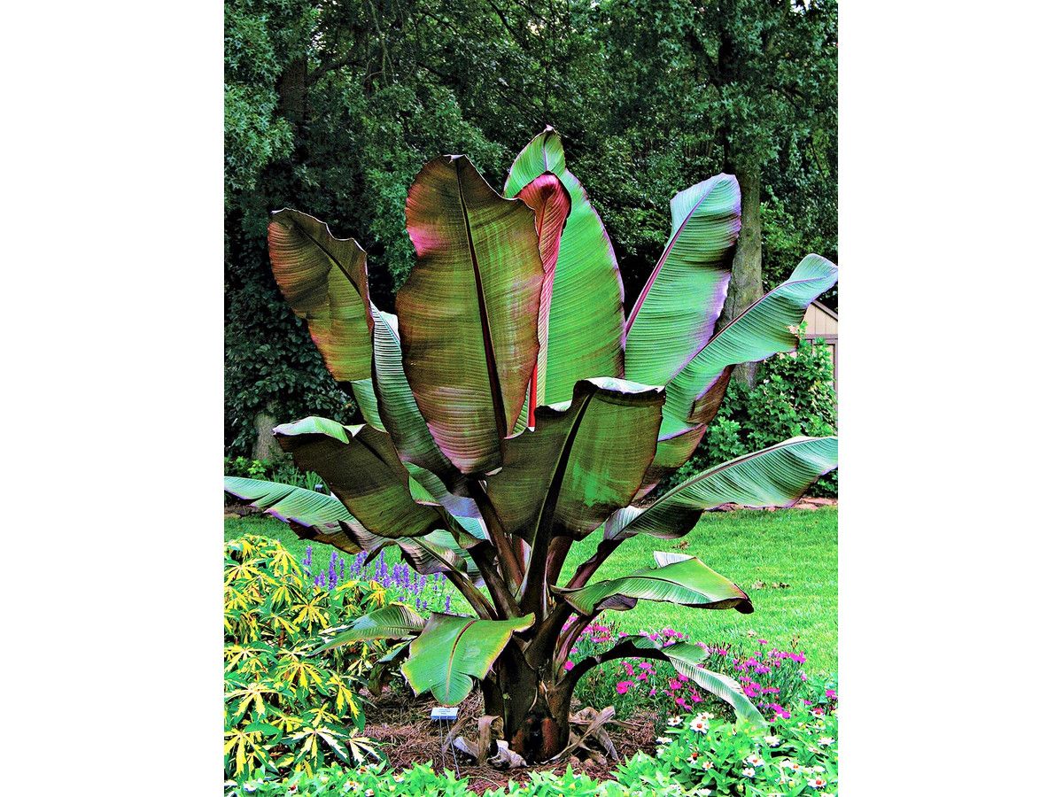 2x-rote-bananenpflanze-2540-cm