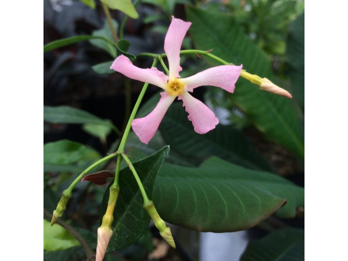 3x-jasmijnplant-roze