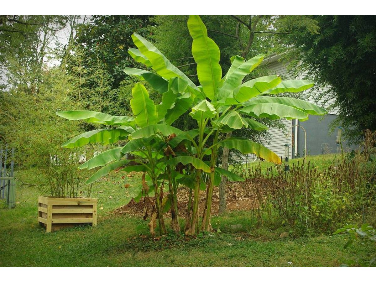 3x-winterfeste-bananenpflanze