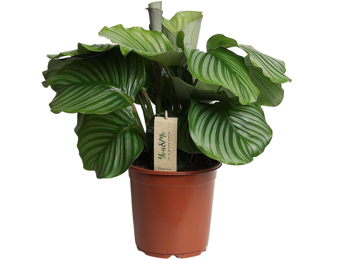 pfauenpflanze-50-60-cm